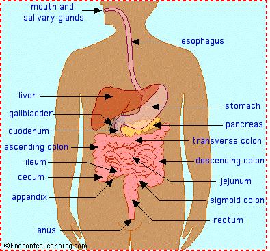 simple digestive system diagram for kids. the digestive system diagram